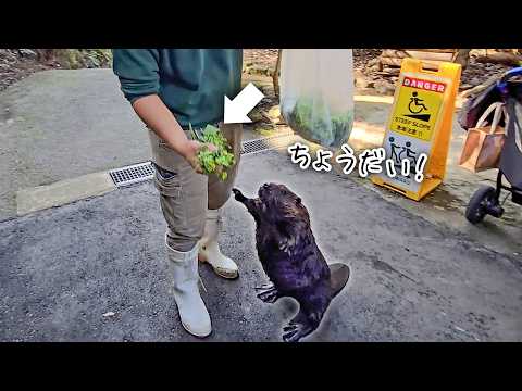立ち上がって両手を広げるビーバーが可愛すぎた！一生懸命なおねだりの様子🦫【菜の花】(YouTube)