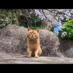 島の屋外無料猫カフェによく分からず派遣されてきた茶トラ猫ちゃん…オドオドしているとベテランの猫スタッフがヘルプに来てくれた(YouTube)