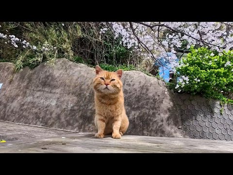 島の屋外無料猫カフェによく分からず派遣されてきた茶トラ猫ちゃん…オドオドしているとベテランの猫スタッフがヘルプに来てくれた(YouTube)