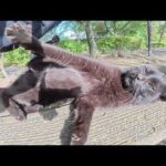 ベンチの上で裏返しになって「モフってくれ！」と要求してくる黒猫ちゃん(YouTube)