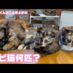 サビ猫何匹ニャン？  新ヤギくんはこの後お迎えです 今夜公開できるかな  2026 04 05 2(YouTube)