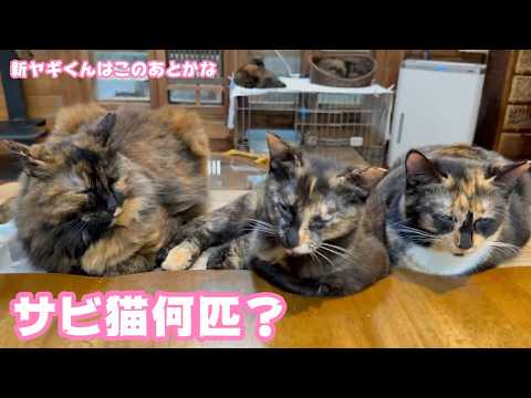サビ猫何匹ニャン？  新ヤギくんはこの後お迎えです 今夜公開できるかな  2026 04 05 2(YouTube)