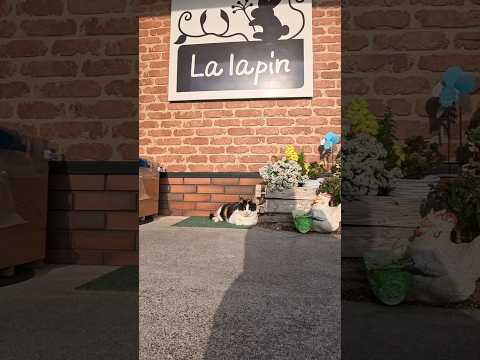 トルコ風コーヒーのカフェレストラン…閉店後は玄関前に猫の為の家と御飯の風習もトルコ風だった(YouTube)