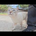 独占欲が強すぎるシャム猫が足にスリスリして甘えてきた(YouTube)