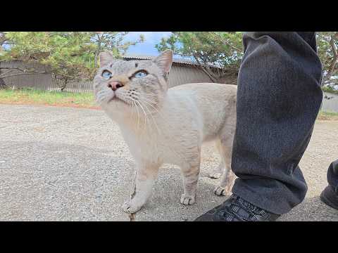 独占欲が強すぎるシャム猫が足にスリスリして甘えてきた(YouTube)