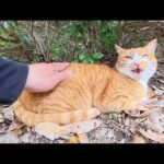 大きな鳴き声で「ナデてくれ！」と要求してくる茶シロ猫ちゃん(YouTube)