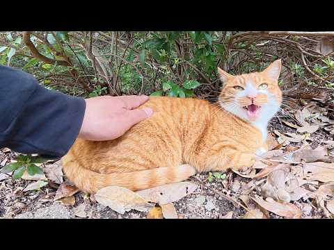 大きな鳴き声で「ナデてくれ！」と要求してくる茶シロ猫ちゃん(YouTube)