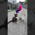 宙を舞う毛玉たち #猫 #ねこ #cat(YouTube)