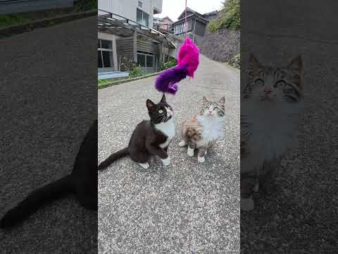 宙を舞う毛玉たち #猫 #ねこ #cat(YouTube)