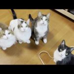 「ひでよし～」で誰が一番秀吉なのか試された猫たち(YouTube)