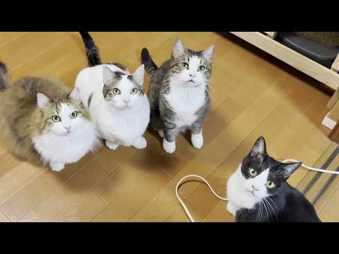 「ひでよし～」で誰が一番秀吉なのか試された猫たち(YouTube)