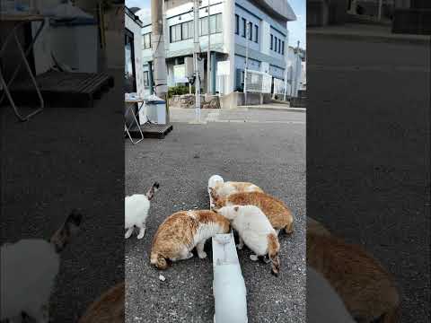 島の猫たち食事中(YouTube)