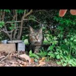 植込みの下から登場…近づいたらモフられに来た猫が可愛すぎた🐱✨(YouTube)