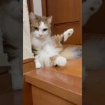 通ってええよ(YouTube)