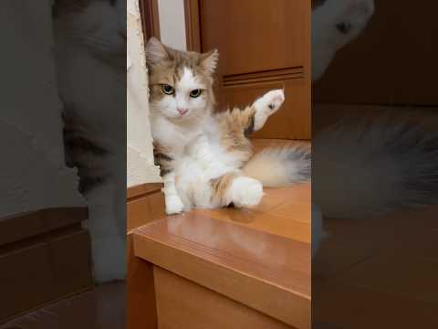 通ってええよ(YouTube)