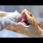 産卵を終えた母ヘビがヤバすぎる(YouTube)