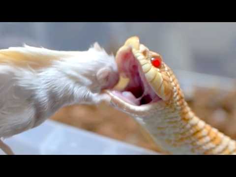 産卵を終えた母ヘビがヤバすぎる(YouTube)