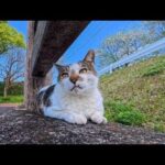 公園の猫ちゃん「今日は花見客が多いニャン！」春の大混雑にびっくり🐾🌸(YouTube)