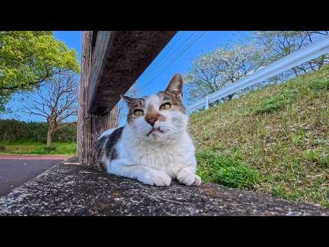 公園の猫ちゃん「今日は花見客が多いニャン！」春の大混雑にびっくり🐾🌸(YouTube)