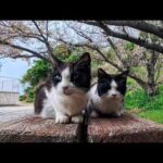 猫島の神社の下のベンチに猫達が集まっていたので隣に座ってナデナデしてきた(YouTube)