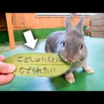 願いが叶う？文字が書ける不思議な葉っぱを動物たちにあげてみた【タラヨウの葉】(YouTube)