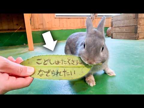 願いが叶う？文字が書ける不思議な葉っぱを動物たちにあげてみた【タラヨウの葉】(YouTube)