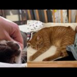 赤ちゃんが来てからのカワウソと猫の日中の様子！ How the otter and the cat have been getting along since the baby arrived!(YouTube)