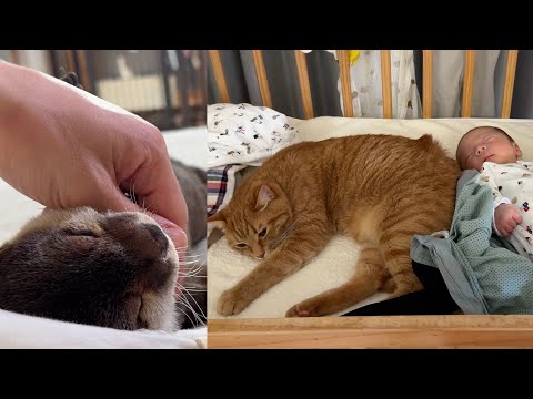 赤ちゃんが来てからのカワウソと猫の日中の様子！ How the otter and the cat have been getting along since the baby arrived!(YouTube)