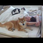 体調不良の飼い主を8年見続けると柴犬は、こうなる。(YouTube)