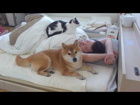 体調不良の飼い主を8年見続けると柴犬は、こうなる。(YouTube)