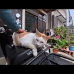 【今週の感動猫動画 2026/4/2w】今週撮った未公開猫動画まとめて公開-unreleased video of this week(YouTube)