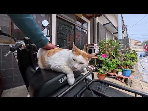 【今週の感動猫動画 2026/4/2w】今週撮った未公開猫動画まとめて公開-unreleased video of this week(YouTube)