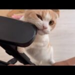お散歩連れて行け！とおねだりが止まらない猫が可愛すぎますw(YouTube)