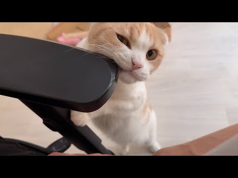 お散歩連れて行け！とおねだりが止まらない猫が可愛すぎますw(YouTube)