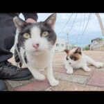 甘えん坊の猫軍団がライバルを押し退けてナデナデを要求してくる(YouTube)