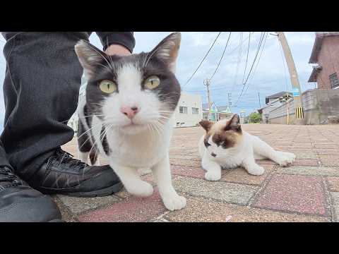 甘えん坊の猫軍団がライバルを押し退けてナデナデを要求してくる(YouTube)