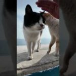 防波堤にいた島の猫さんたちがかわいすぎた(YouTube)