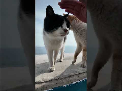 防波堤にいた島の猫さんたちがかわいすぎた(YouTube)