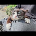 ボス猫に追われていた長毛猫ちゃんをひざの上に避難させる(YouTube)