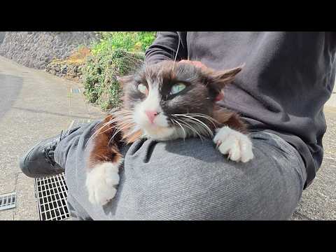 ボス猫に追われていた長毛猫ちゃんをひざの上に避難させる(YouTube)