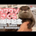 カワウソさくらの10歳を記念して今までの全部を振り返ってみた！ Let’s take a look back to celebrate Sakura the otter 10th birthday!(YouTube)