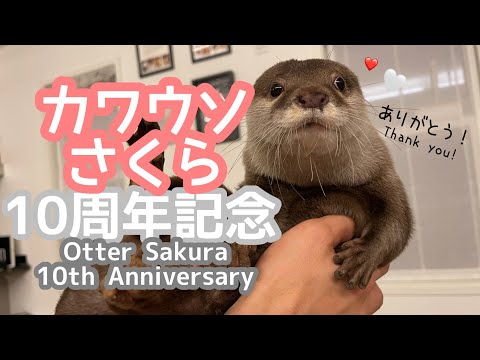 カワウソさくらの10歳を記念して今までの全部を振り返ってみた！ Let’s take a look back to celebrate Sakura the otter 10th birthday!(YouTube)