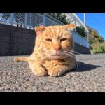 道の真ん中で寝ていた猫ちゃんをナデナデするとゴロンと転がってカワイイ(YouTube)