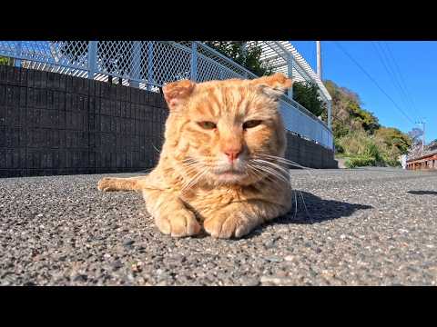 道の真ん中で寝ていた猫ちゃんをナデナデするとゴロンと転がってカワイイ(YouTube)