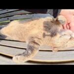 トトロ猫をマッサージしていたら脱力してヘソ天ポーズになった(YouTube)