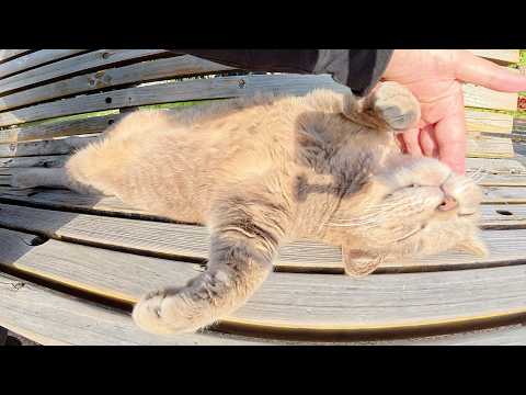 トトロ猫をマッサージしていたら脱力してヘソ天ポーズになった(YouTube)