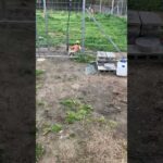 犬は叱って訂正してくれる人が好き❤️(YouTube)