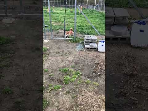 犬は叱って訂正してくれる人が好き❤️(YouTube)