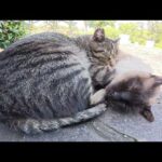 仲良し猫コンビが団子になってお昼寝していたら、ボス猫がやって来て…(YouTube)