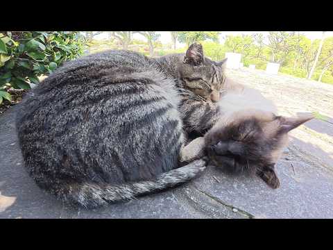 仲良し猫コンビが団子になってお昼寝していたら、ボス猫がやって来て…(YouTube)